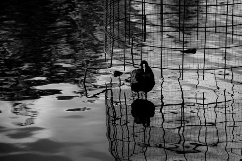 bird reflection black and white