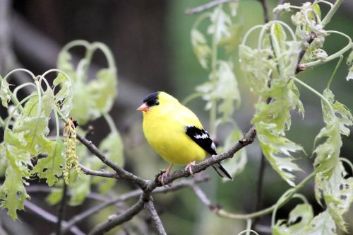 bird goldfinch avian