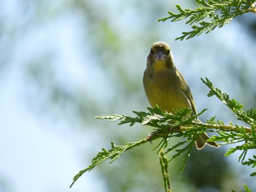 bird garden branch