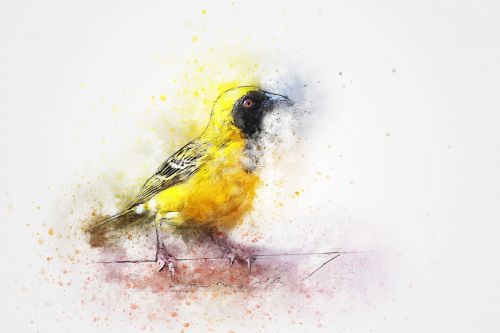 bird animal art