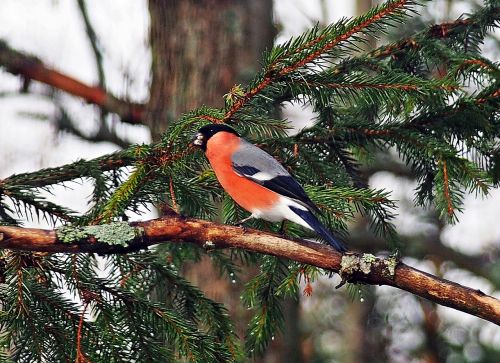 bird red bullfinch