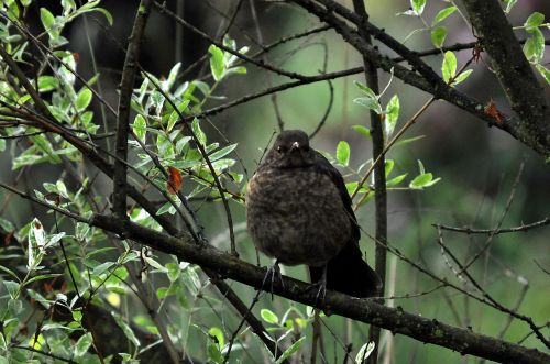 bird chick nature