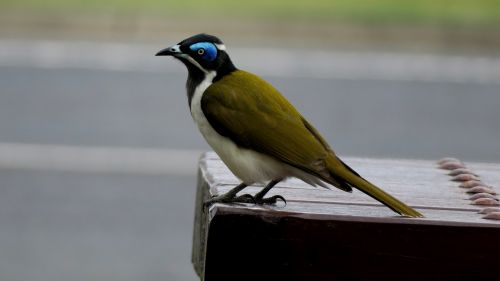 bird honeyeater australia