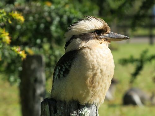 bird australia kookaburra