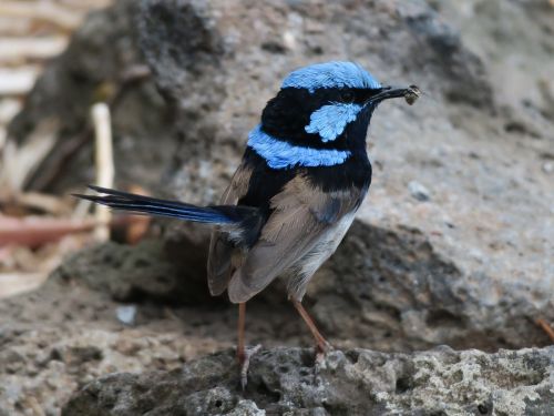 bird wren australia