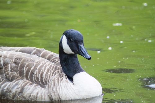 bird goose nature