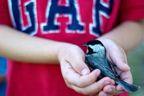 bird safety rescue