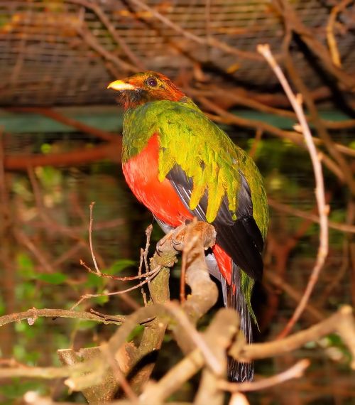 bird colorful gold head-quetzal