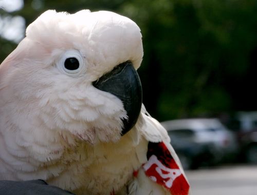 bird parrot animal