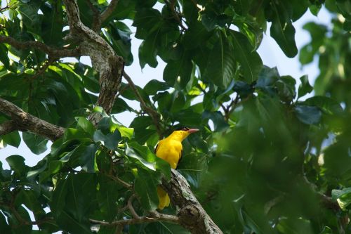 bird orioles asia yellow