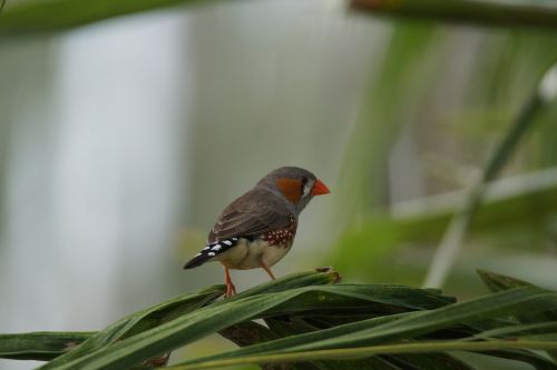 bird sparrow zebra