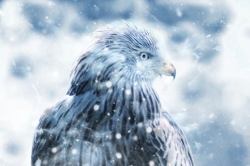 bird hawk snow