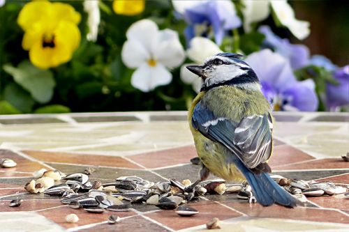 bird tit blue tit