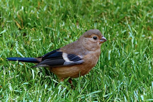 bird bullfinch pyrrhula