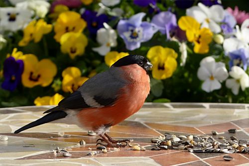 bird bullfinch pyrrhula