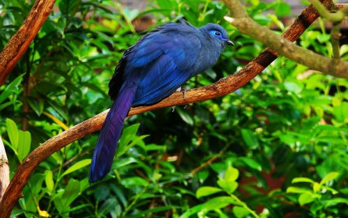 bird blue colorful