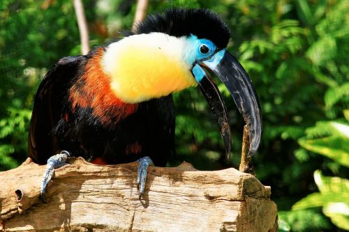bird colorful tropical