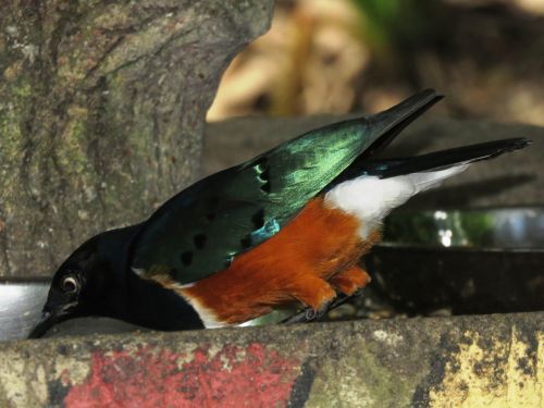 bird feed eating