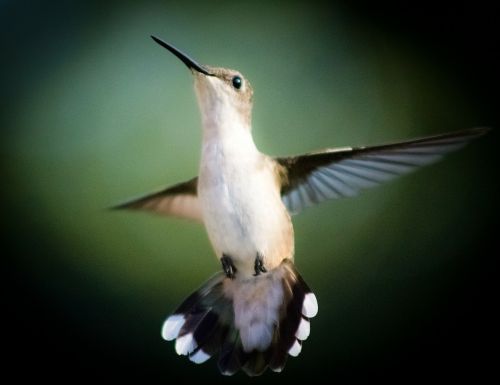 bird hummingbird flight