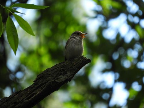 bird nature sing