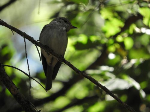 bird branch songbird