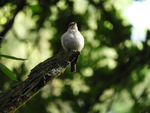 bird branch feather