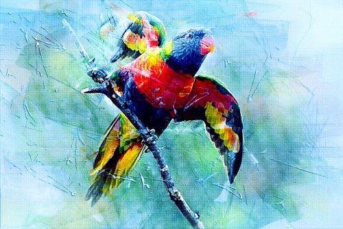 bird parrot animal