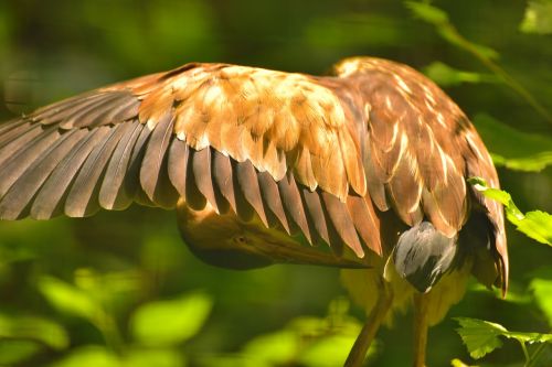 bird feather nature