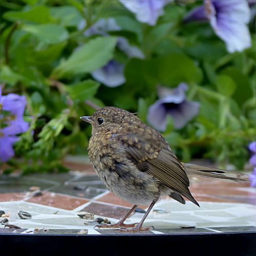 bird robin erithacus rubecula