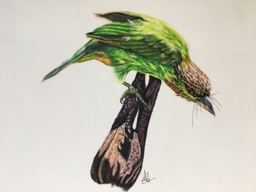 bird green feather
