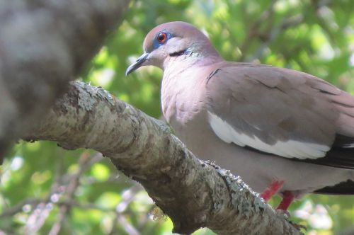 bird dove tree