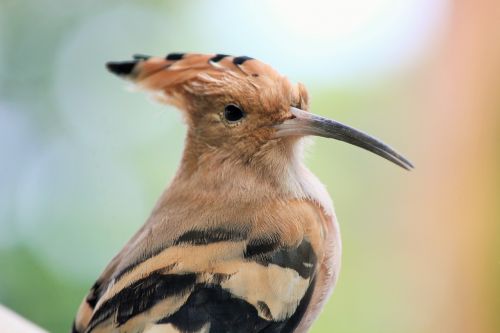 bird close widerhopf