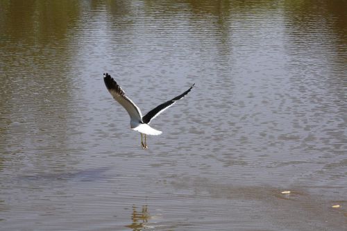 bird flying lake