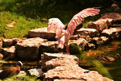 bird pink water
