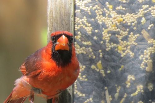 bird red cardinal