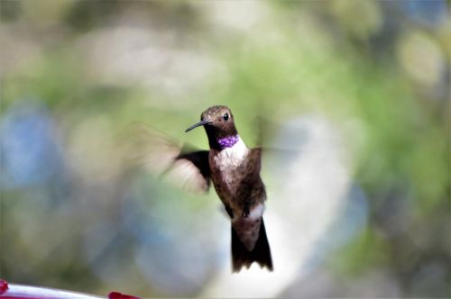 bird in flight humming bird