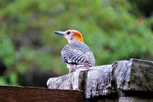 bird colorful wildlife