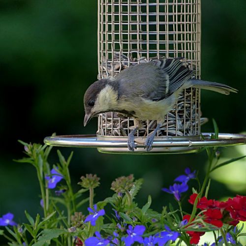 bird tit parus major