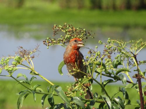 bird house finch finch