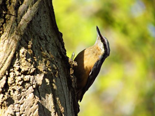 bird birds tree