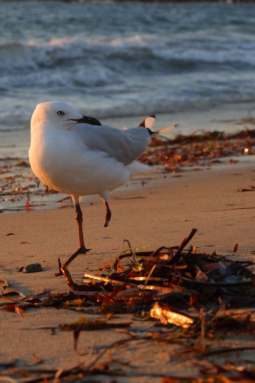 bird sea nature