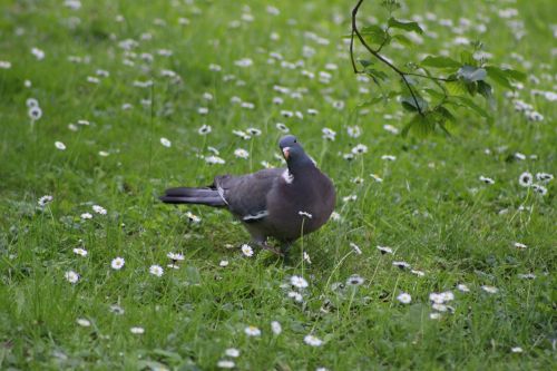 bird pigeon curious pigeon