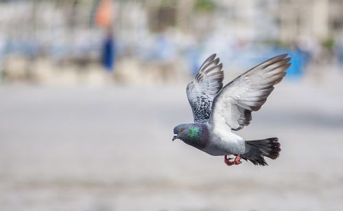 bird pigeon wing