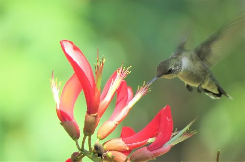 bird hummingbird flying and feeding