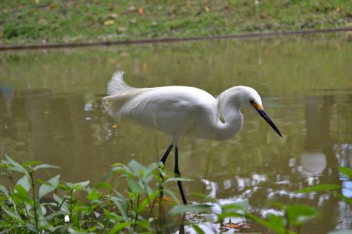 bird nature water