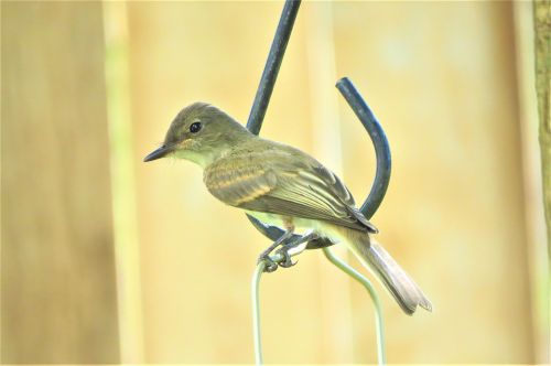 bird brown tan