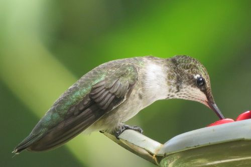 bird hummingbird green
