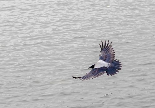 bird nature bird view