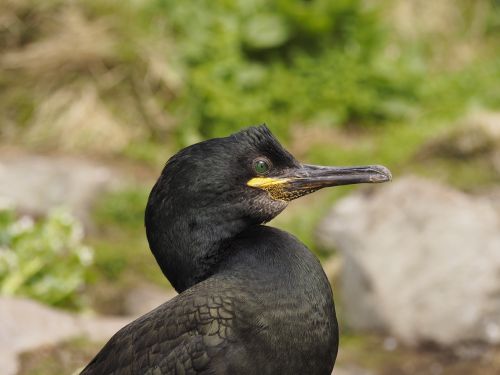 bird cormorant water bird