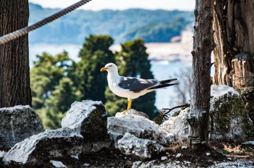 bird water bird nature